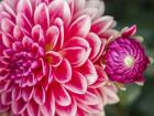 Close-Up Of A Red Dahlia