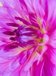 Macro Of A Pink Dahlia