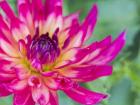 Pink Dahlia