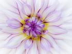 Purple & White Dahlia