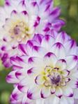 Pair Of Dahlias