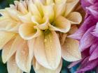 Yellow Dahlia