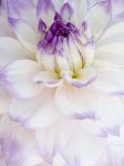 White Dahlia with Purple Edges