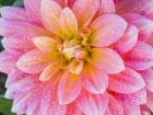 Blushing Dahlia