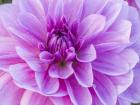 Pretty Pink Dahlia