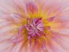 Macro Of A Dahlia