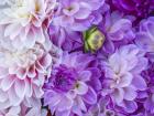 Flower Pattern With Large Group Of Lavender Flowers