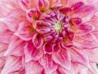 Soft Pink Dahlia