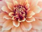 Peachy Dahlia