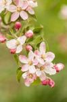Hood River, Oregon, Close-Up Of Apple Blossoms
