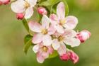 Hood River, Oregon, Apple Blossoms In The Nearby Fruit Loop Area