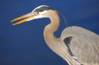 Great Blue Heron bird, Commonwealth Lake Park, Beaverton, Oregon