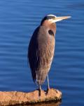 Great Blue Heron in the Rhododendron Garden, Portland, Oregon