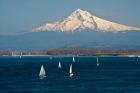 Sailboats On The Columbia River, Oregon