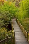 Bridge At Crystal Springs Rhododendron Garden, Portland, Oregon