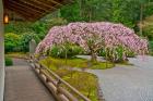 Weeping Cherry Tree, Portland Japanese Garden, Oregon