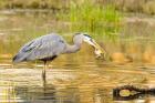 Great Blue Heron bird, William L Finley NWR, OR