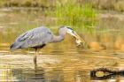 Great Blue Heron bird, William L Finley NWR, OR