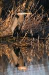 OR, Baskett Slough NWR, Great Blue Heron bird