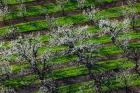 Rows Of Orchard Trees, Oregon