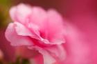 Bright Pink Azalea