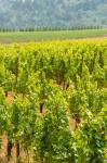 Winery And Vineyard In Dundee Hills, Oregon