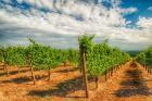 Dundee Hills Vineyard, Oregon