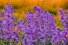 Rocket Plants In Full Bloom, Oregon