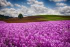 Willamette Valle With Dames Rocket Plants, Oregon