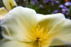 Close-Up Of Poppy In Bloom