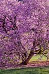 Tree In Bloom, Pennsylvania