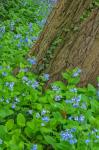 Spring Flowers Blossoming Around A Tree Trunk