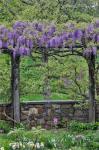 Wisteria In Full Bloom On Trellis Chanticleer Garden, Pennsylvania