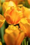 Tulip Garden, Longwood Gardens, Pennsylvania