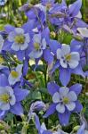 Blooming Columbine, Longwood Gardens, Pennsylvania