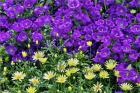 Bell Flowers And Yellow Daisies, Longwood Gardens, Pennsylvania