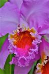 Orchids In Longwood Gardens Conservatory, Pennsylvania