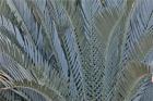 Palm Leaves In Silver Plant Display, Longwood Gardens, Pennsylvania