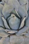 Silver Toned Succulent, Longwood Gardens Conservatory, Pennsylvania