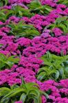 Pinks And Green Design In The Conservatory, Longwood Garden, Pennsylvania