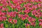 Tulip Garden, Longwood Gardens, Pennsylvania