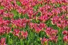 Tulip Garden, Longwood Gardens, Pennsylvania