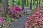 Path And Azaleas In Bloom, Jenkins Arboretum And Garden, Pennsylvania
