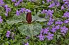Red Trillium And Blue Phlox Chanticleer Garden, Pennsylvania
