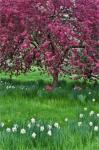 Springtime Crabapple In Rose Blooming, Chanticleer Garden, Pennsylvania