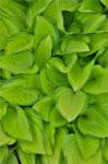 Lime Green Hosta, Chanticleer Garden, Wayne, Pennsylvania