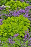 Spring Colors, Chanticleer Garden, Pennsylvania 1