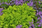 Spring Colors, Chanticleer Garden, Pennsylvania 2