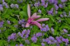 Springtime, Chanticleer Garden, Pennsylvania