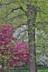 Flowering Crabapple Trees, Chanticleer Garden, Pennsylvania